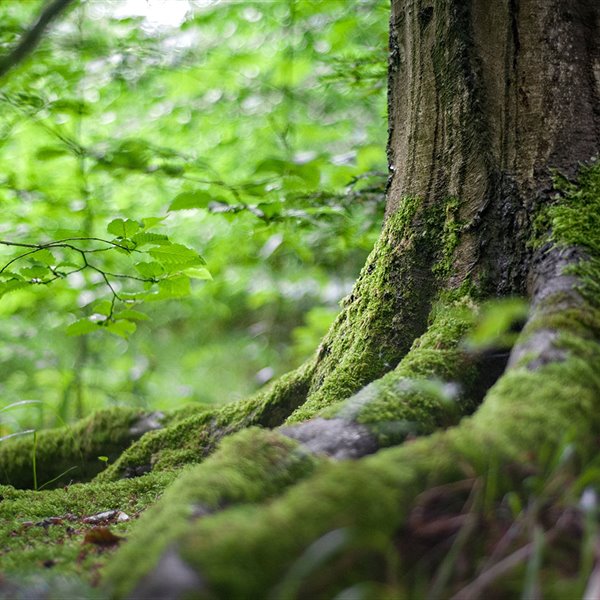 Para ayudar al planeta planta un árbol (o muchos)